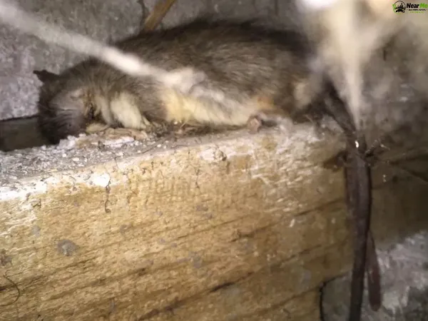 Dead Rat Removal Aspley
